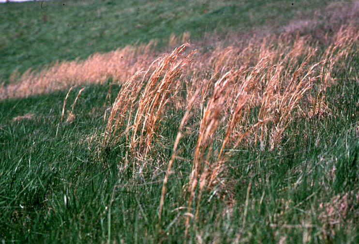 Broomsedge is a common sight in the fall along roadsides, especially in poor, acid soils.