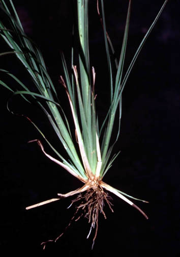 Broomsedge roots and stem base; note flat stems, fan-like arrangement of tillers.