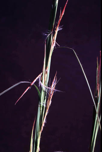 Broomsedge top of plant.