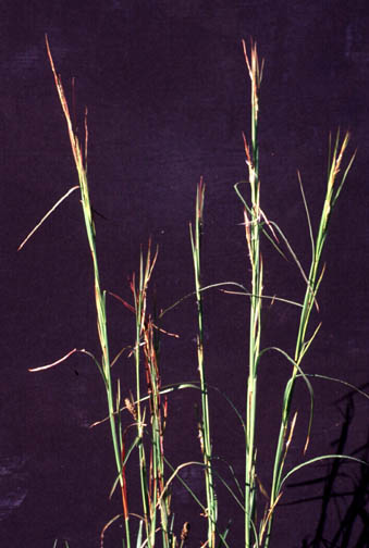 Broomsedge stem and leaf; note scraggly hairs at base of blade and flat, folded sheath.