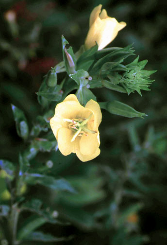 Close-up of common evening-primrose flower.