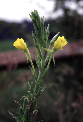 Side view of common evening-primrose flowers and flower buds.