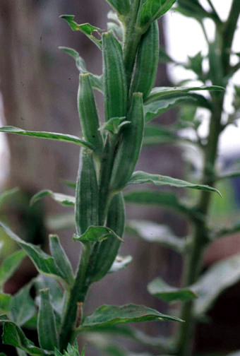 Developing seedpods of common evening-primrose.