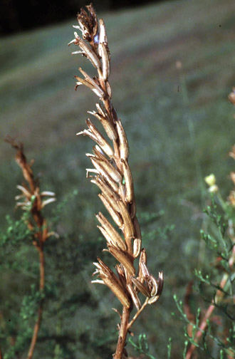 Seedpods of common evening-primrose turn brown and split open when mature.