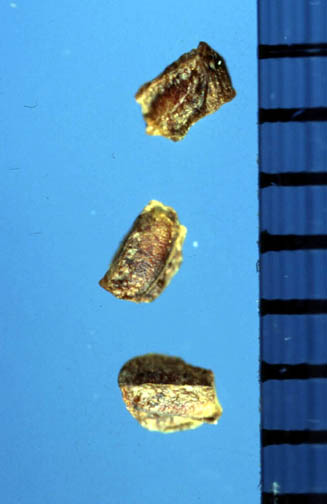 Common evening-primrose seeds.