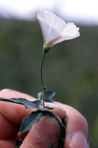 Field bindweed flower; note small leafy bract about an inch down the stem.