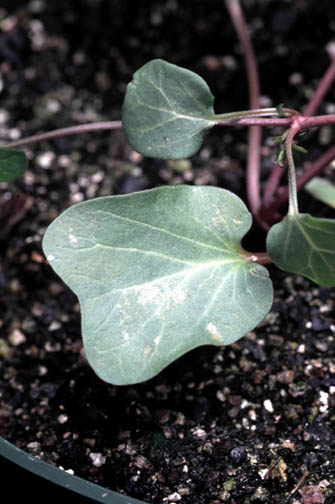 Comparison of first leaves of field bindweed (top) and hedge bindweed (bottom).