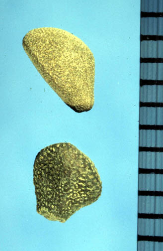 Field bindweed seeds.
