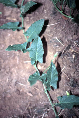 Field bindweed stem and leaves; note rounded tip, pointed rather than square lobes.