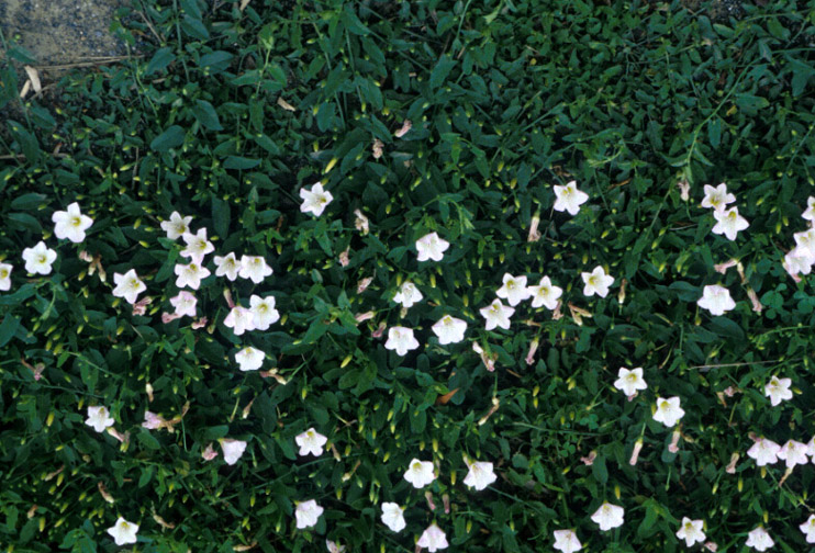 Field bindweed in the field.