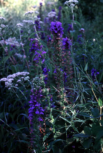 Greater lobelia makes a stunning display along the roadside.
