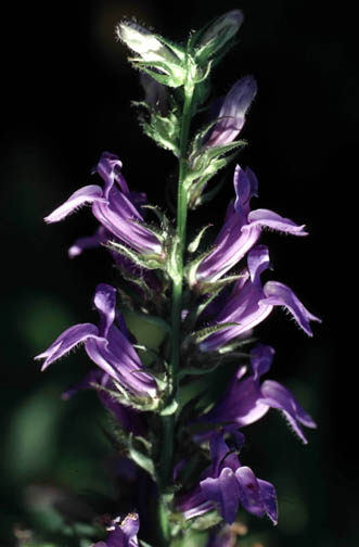 Greater lobelia terminal inflorescences.