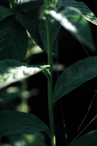 Greater lobelia stem.