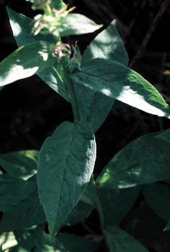 Terminal shoot just before flowering.