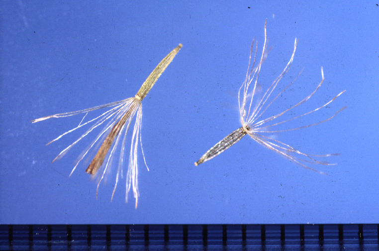 Joepyeweed seeds with attached pappus.